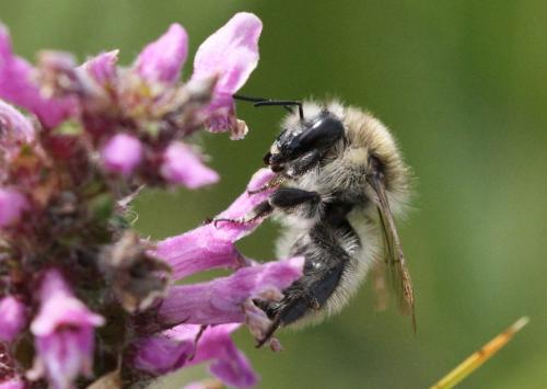 Bombus humilis
